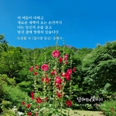 접시꽃 당신