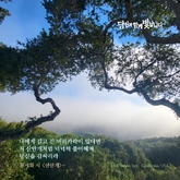 산안개