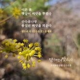 산수유 꽃