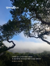 산안개
