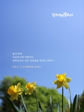 수선화에게