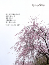 봄소식 2